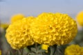 Yellow Marigold flower (Tagetes) in the sunflower family (Asteraceae) macro Royalty Free Stock Photo