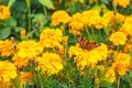 The yellow marigold flowers with a beautiful butterfly peacock moth Saturnia pyri are on a green leaves background Royalty Free Stock Photo