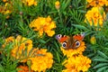 The yellow marigold flowers with a beautiful butterfly peacock moth Saturnia pyri are on a green leaves background Royalty Free Stock Photo