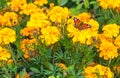 The yellow marigold flowers with a beautiful butterfly peacock moth Saturnia pyri are on a green leaves background Royalty Free Stock Photo