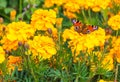 The yellow marigold flowers with a beautiful butterfly peacock moth Saturnia pyri are on a green leaves background Royalty Free Stock Photo