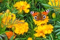 The yellow marigold flowers with a beautiful butterfly peacock moth Saturnia pyri are on a green leaves background Royalty Free Stock Photo