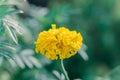 Yellow Marigold flowers bloom in the garden, beautiful soft green natural background Royalty Free Stock Photo