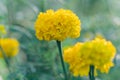 Yellow Marigold flowers bloom in the garden, beautiful soft green natural background Royalty Free Stock Photo