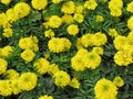 Yellow Marigold flowers are blooming with green leaves in the garden. Royalty Free Stock Photo