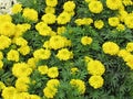 Yellow Marigold flowers are blooming with green leaves in the garden. Royalty Free Stock Photo