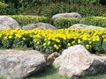 Yellow marigold flowers blooming, shrub, red flowers of medicinal plants and rock garden in public park Royalty Free Stock Photo