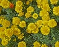 Yellow marigold flowers closeup Royalty Free Stock Photo