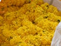 Yellow marigold flowers closeup Royalty Free Stock Photo