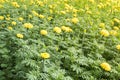 Closeup field yellow marigold flowers field