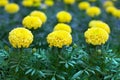 Yellow marigold flowers on green foliage blurred background close up, beautiful blooming tagetes flowers or african marigold