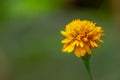 Yellow marigold flowers with green petals, blurred green foliage background Royalty Free Stock Photo