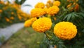 Yellow marigold flowers growing and blooming in the garden. Natural floral background. Fresh nature backgrounds Royalty Free Stock Photo