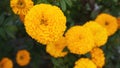 Yellow marigold flowers growing and blooming in the garden. Natural floral background. Fresh nature backgrounds. Bali flowers. Royalty Free Stock Photo