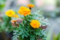 Yellow marigold flowers in sunlight. A Tagetes genus or perennial, mostly herbaceous plants in the sunflower family. Blooms