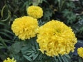 Yellow marigold flowers on the tree