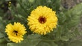 Yellow marigold flowers, in the vegetable garden, in June, companion plant Royalty Free Stock Photo