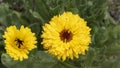 Yellow marigold flowers, in the vegetable garden, in June, companion plant Royalty Free Stock Photo