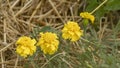 Yellow marigold flowers, in the vegetable garden, in June, companion plant Royalty Free Stock Photo