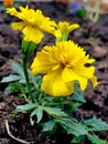 yellow marigold flowers