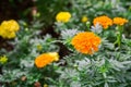 Yellow Marigold follower blossoming in blur background