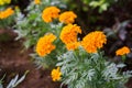 Yellow Marigold follower blossoming in blur background