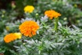 Yellow Marigold follower blossoming in blur background