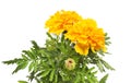 Yellow marigold