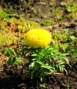 Yellow marigold, a large round bud of a blossoming flower in a garden bed Royalty Free Stock Photo