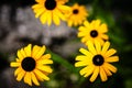 yellow marigold plant with blossom in fall