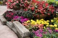 yellow marigold, red begonia, pink azalea flower in garden. blooming flora. flowerbed in park. Royalty Free Stock Photo