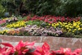 yellow marigold, red begonia, pink crysanthemum flower in garden