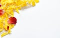Yellow marigold and red rose petal arranging on white paper background Royalty Free Stock Photo