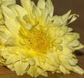 A Yellow marigold or samanthi Royalty Free Stock Photo