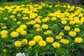 Yellow marigold seedlings in pots. Saplings for the garden. Yellow marigold flower in garden. Close-up