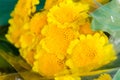 Yellow Marigold Tagetes flower bouquet Royalty Free Stock Photo