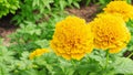 A Yellow Marigold in a tropical garden looking beautiful.