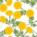 Yellow Marigold on White Background