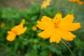 Yellow marigold with yellow pollen