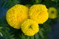 Yellow Marigolds flower fields, selective focus Royalty Free Stock Photo