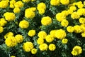 Yellow Marigolds flower. Marigold flowers in the garden Royalty Free Stock Photo