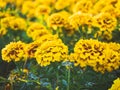 Yellow marigolds in the flowerbed - background Royalty Free Stock Photo