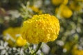 Yellow marigolds in the garden, bouquet flower.