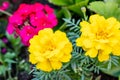 A Yellow marigolds in the garden, stem and leaves. Marigold flower close-up Royalty Free Stock Photo