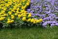Yellow marigolds and mauve flossflowers in the flowerbed
