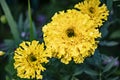 Yellow marigolds in the summer garden. Blurred green background. Close-up. Royalty Free Stock Photo