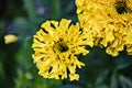 Yellow marigolds in the summer garden. Blurred green background. Close-up. Royalty Free Stock Photo