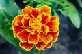 Yellow marigolds in the summer garden. Blurred green background. Close-up. Royalty Free Stock Photo