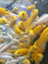 Yellow marine fish on aquarium market Royalty Free Stock Photo