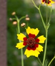 A yellow and maroon Coreopsis Tinctoria flower